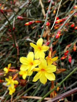 迎春花