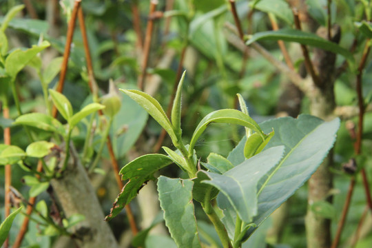 茶树茶芽