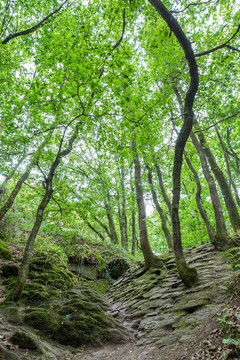 法国布列塔尼潘蓬森林自然风景