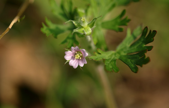 野花山花