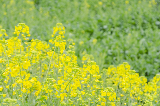 油菜花海