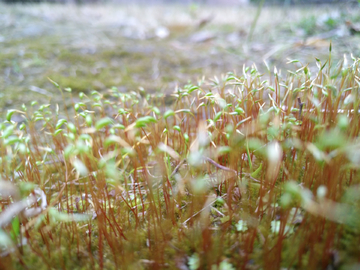 苔藓