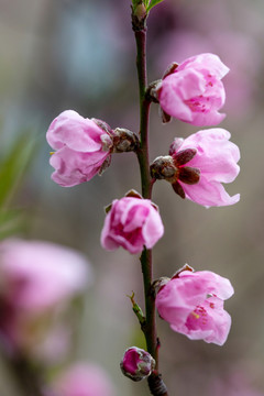 桃树花