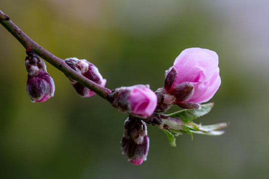 桃树花