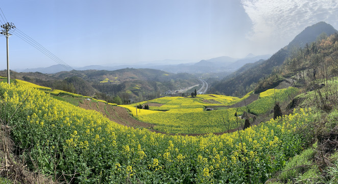 油菜花