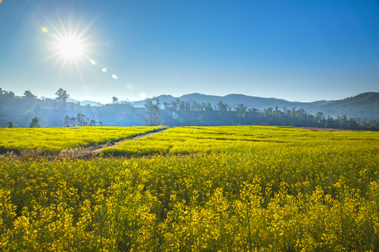 梯田阳光油菜花