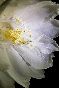 花蕊