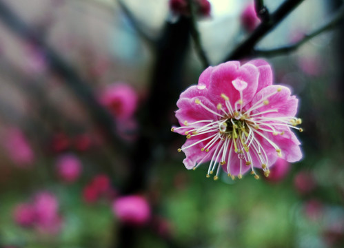 雨水滋润的红梅花