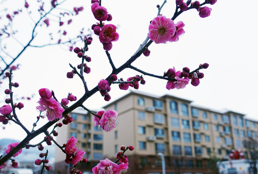 雨水滋润的红梅花