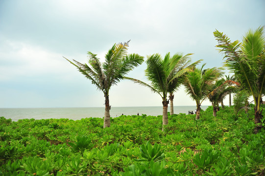 大海椰子树