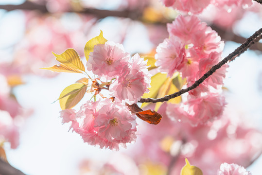 日本樱花