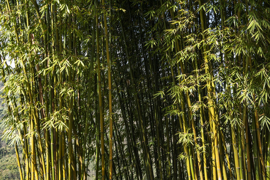 竹子1竹林