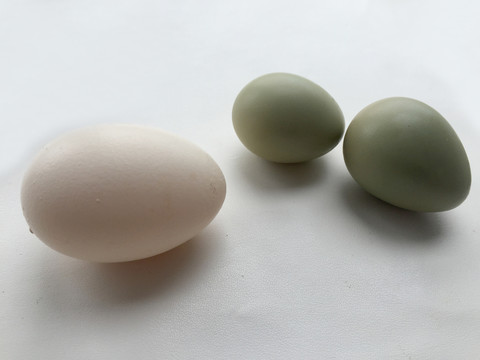 1个鹅蛋2个绿壳鸽子蛋