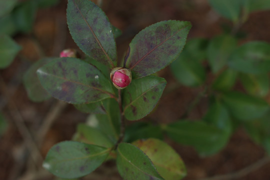 茶花