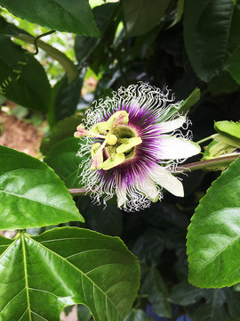 百香果花
