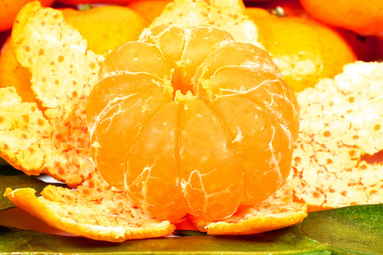 袋鼠柑橘