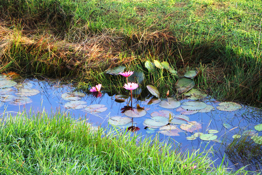 小河里的莲花