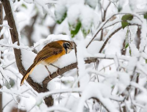 雪中的鸟