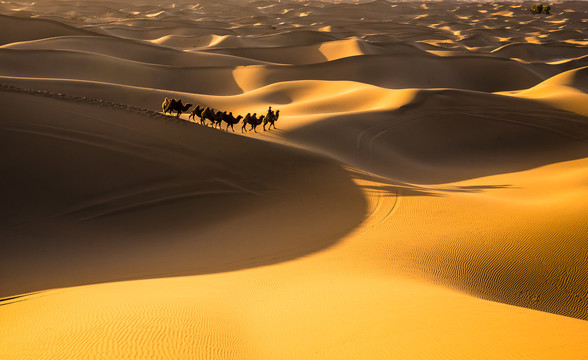 阿拉善沙漠黄昏骆驼太阳光影12