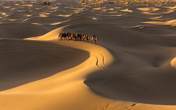 阿拉善沙漠黄昏骆驼太阳光影35