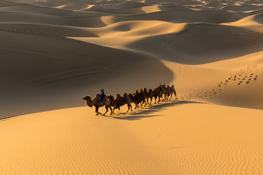 阿拉善沙漠黄昏骆驼太阳光影47
