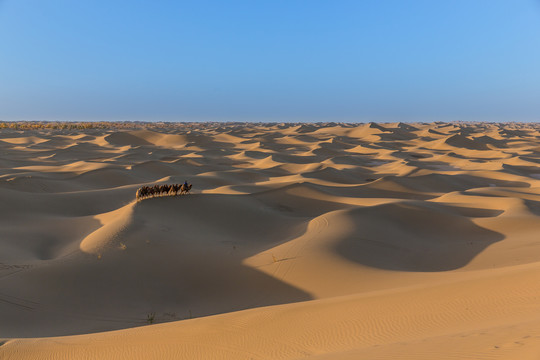 阿拉善沙漠黄昏骆驼太阳光影83