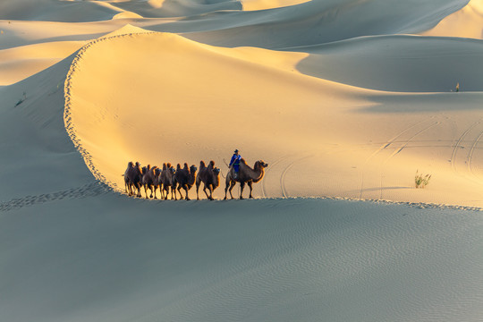 阿拉善沙漠黄昏骆驼太阳光影95