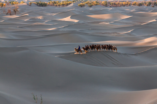 阿拉善沙漠黄昏骆驼太阳光影22