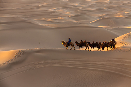 阿拉善沙漠黄昏骆驼太阳光影23