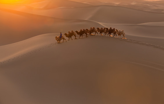 阿拉善沙漠黄昏骆驼太阳光影25