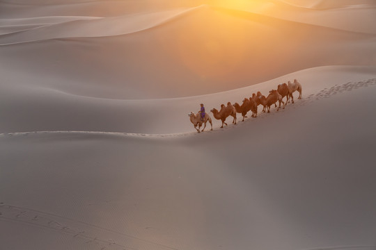 阿拉善沙漠黄昏骆驼太阳光影25