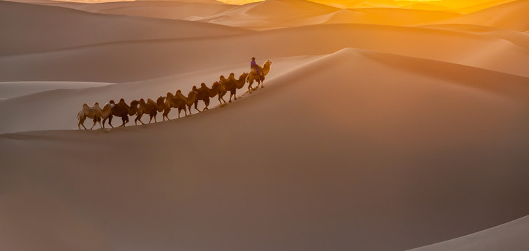 阿拉善沙漠黄昏骆驼太阳光影27