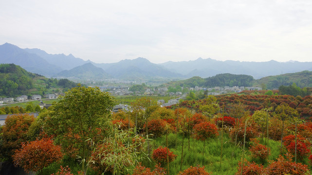 蒋家堰莲花寺全景九