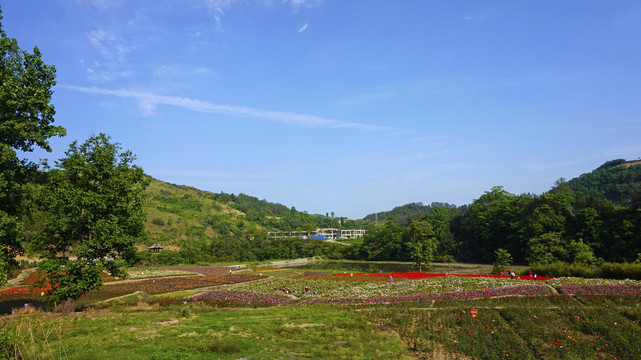 桃花岛风景玫瑰园