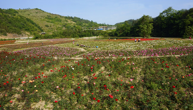 桃花岛风景四