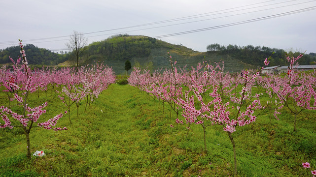 春天桃花岛四