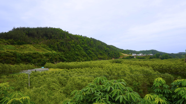 龙坝风景柳树