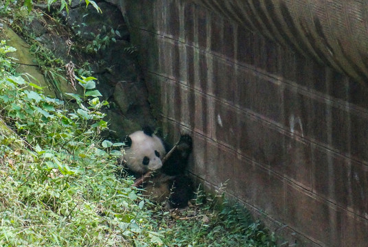 熊猫繁育基地
