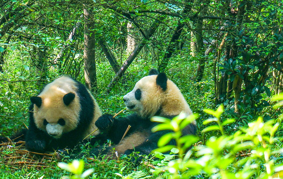 熊猫繁育基地