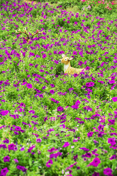 紫色的喇叭花