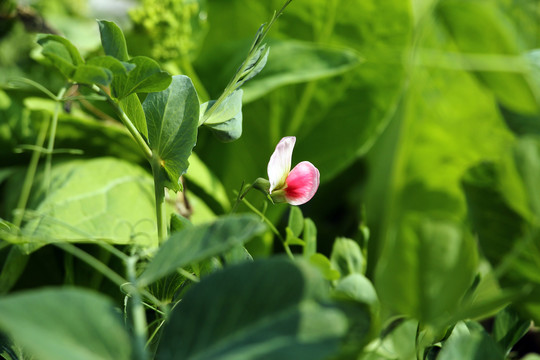 豌豆花