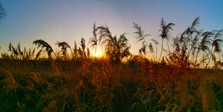 夕阳下的芦苇