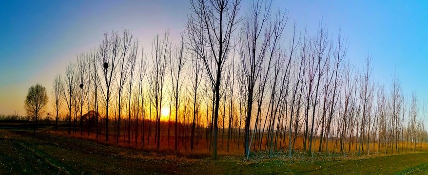 夕阳下的小树林