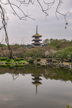 武汉东湖樱花园