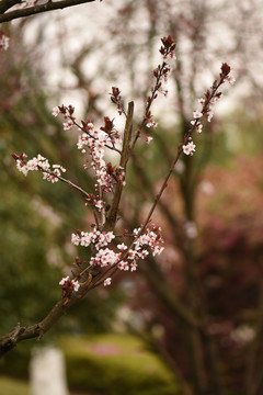 李子花