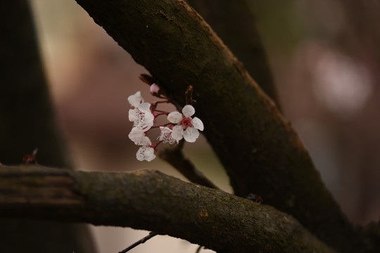 李子花