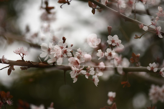 李子花