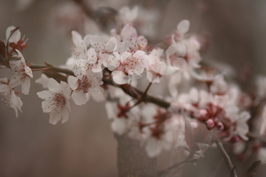 李子花