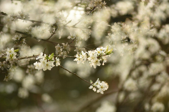 李子花