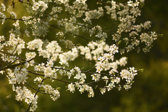 李子花